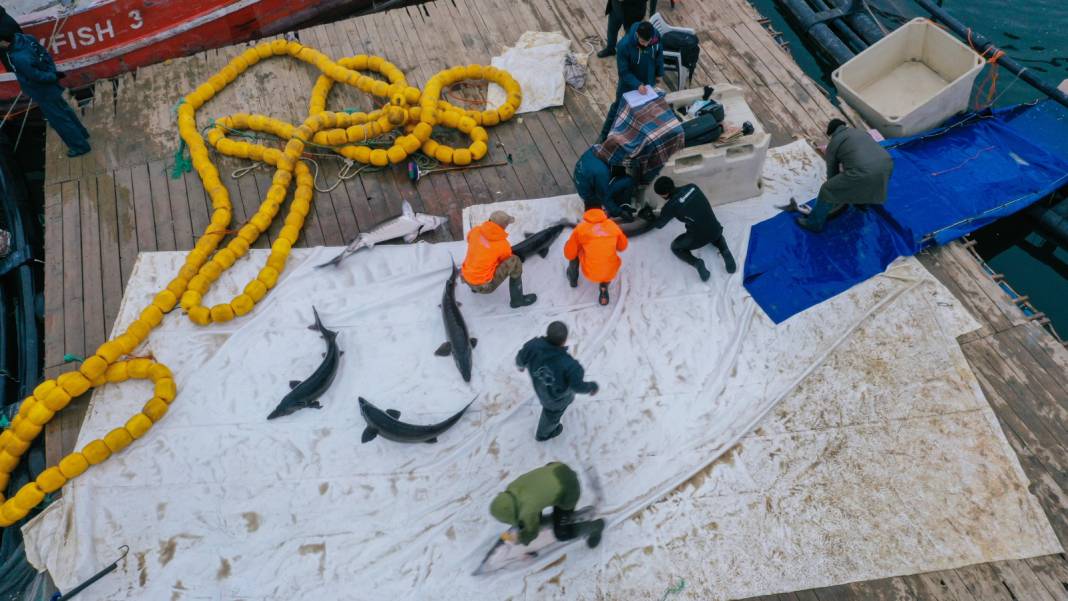 Denizi olmayan kentimizde yetiştirildi. 6 yaşına gelmeden cinsiyeti tespit edilemiyor. 100 kiloya ulaşabiliyor 1